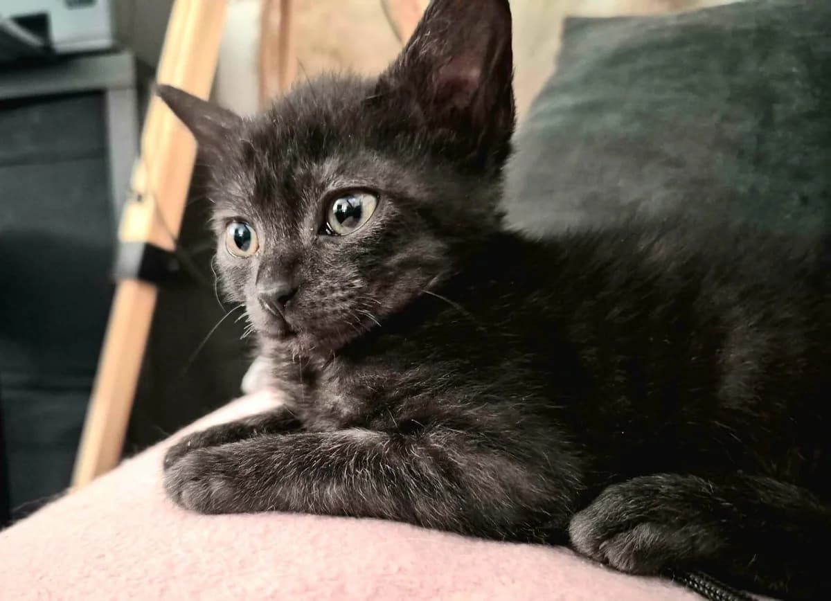 Fusa, female puppy Mixed Breed for adoption at Les Amis d