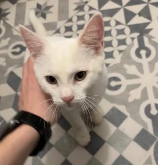 Gaston, male Mixed Breed for adoption at Les Amis d