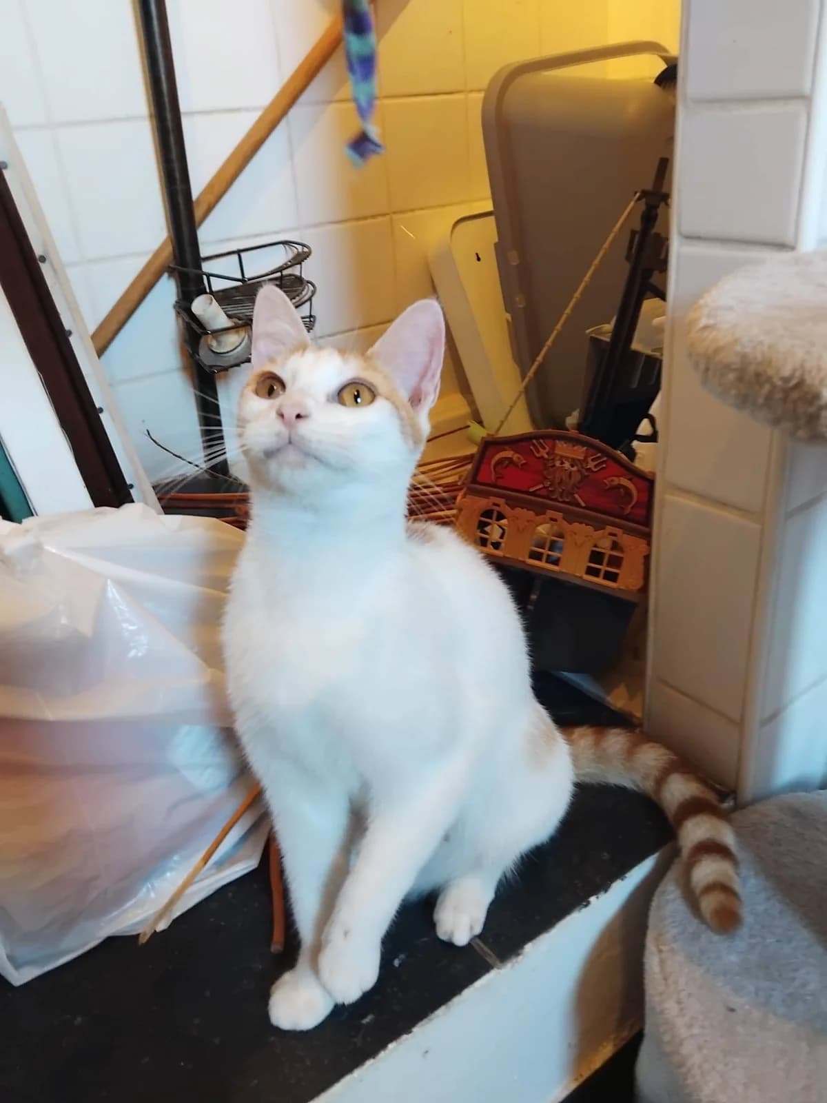 Hestia, Mixed Breed (Les Amis d)