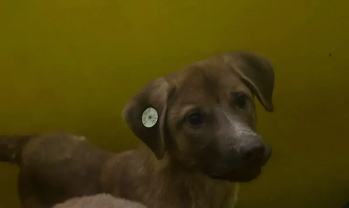 Jessy, male Mixed Breed for adoption at Les Amis d