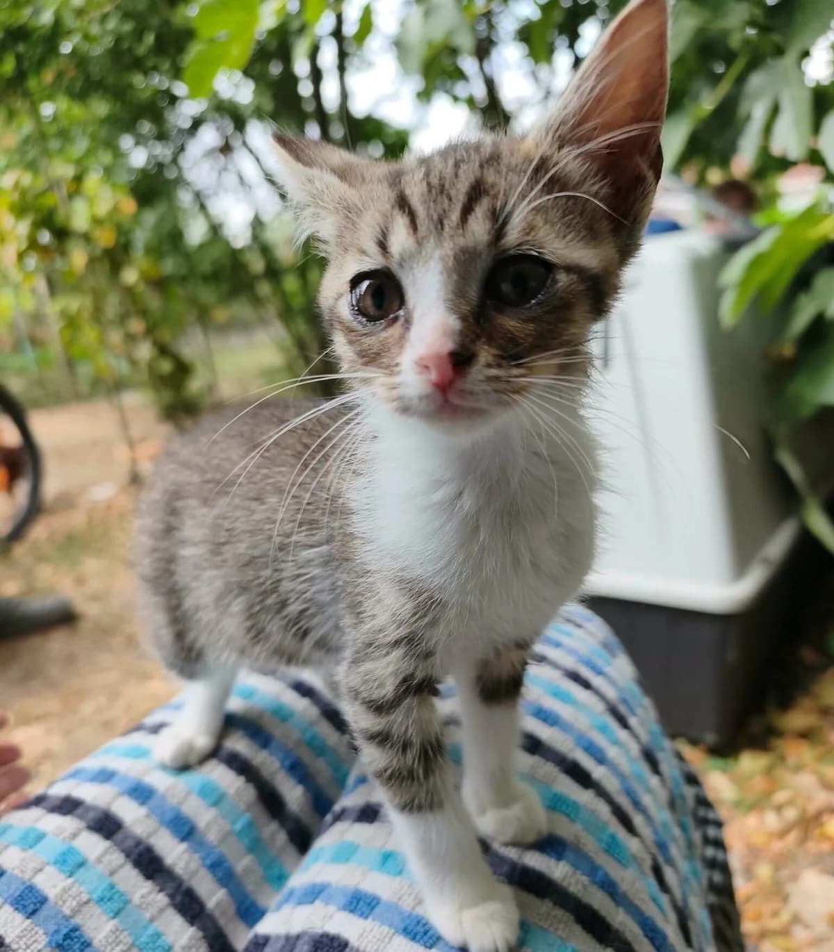 Kinder, male Mixed Breed for adoption at Les Amis d