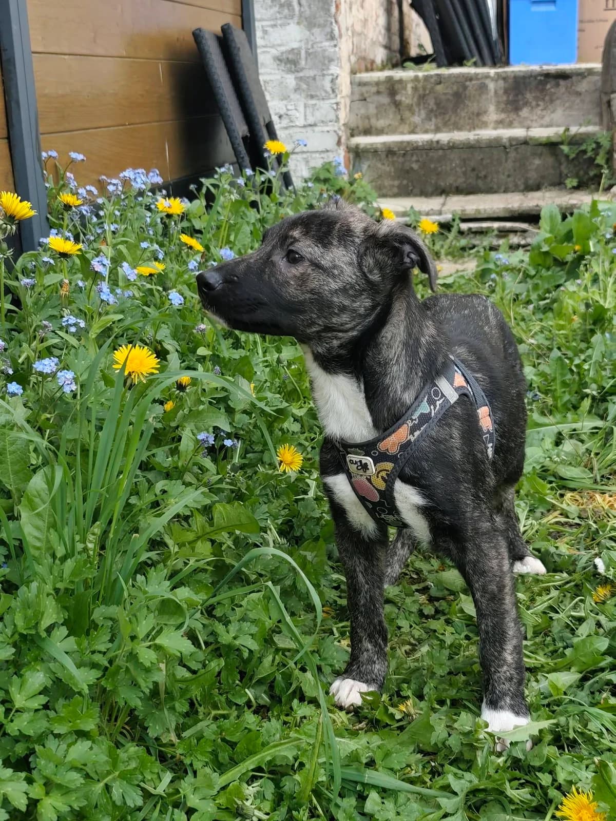 Les dernières arrivées,  Mixed Breed for adoption at Les Amis d