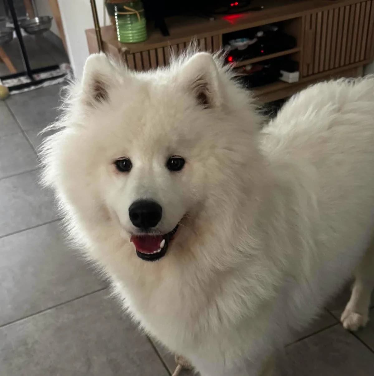 Lili, female young Mixed Breed for adoption at Les Amis d