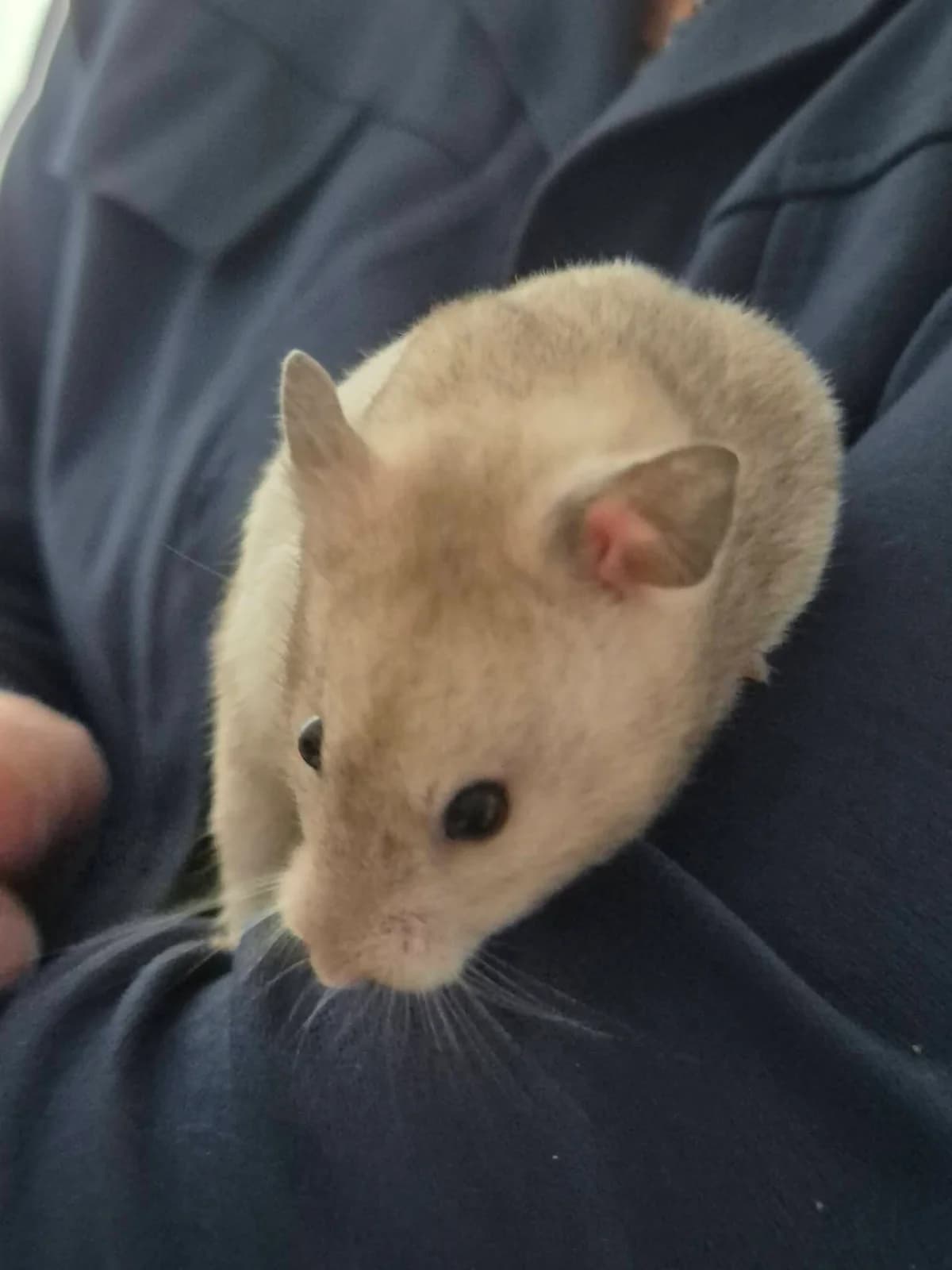 Lilou, female Mixed Breed for adoption at Les Amis d