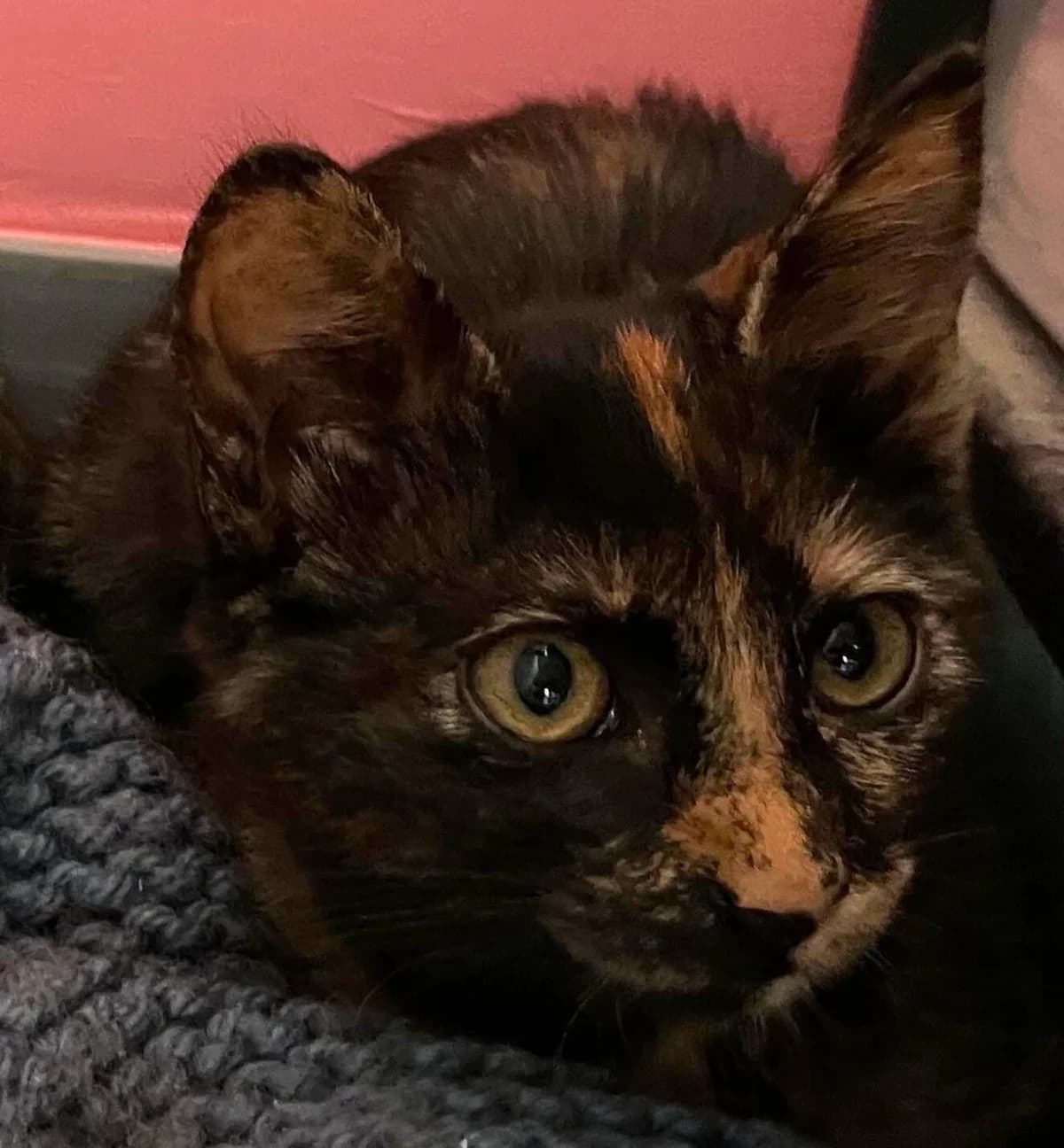 Louna, female Mixed Breed for adoption at Les Amis d