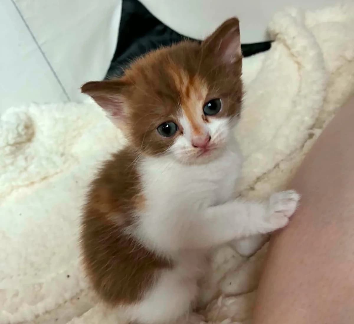Minimiou, female puppy Mixed Breed for adoption at Les Amis d