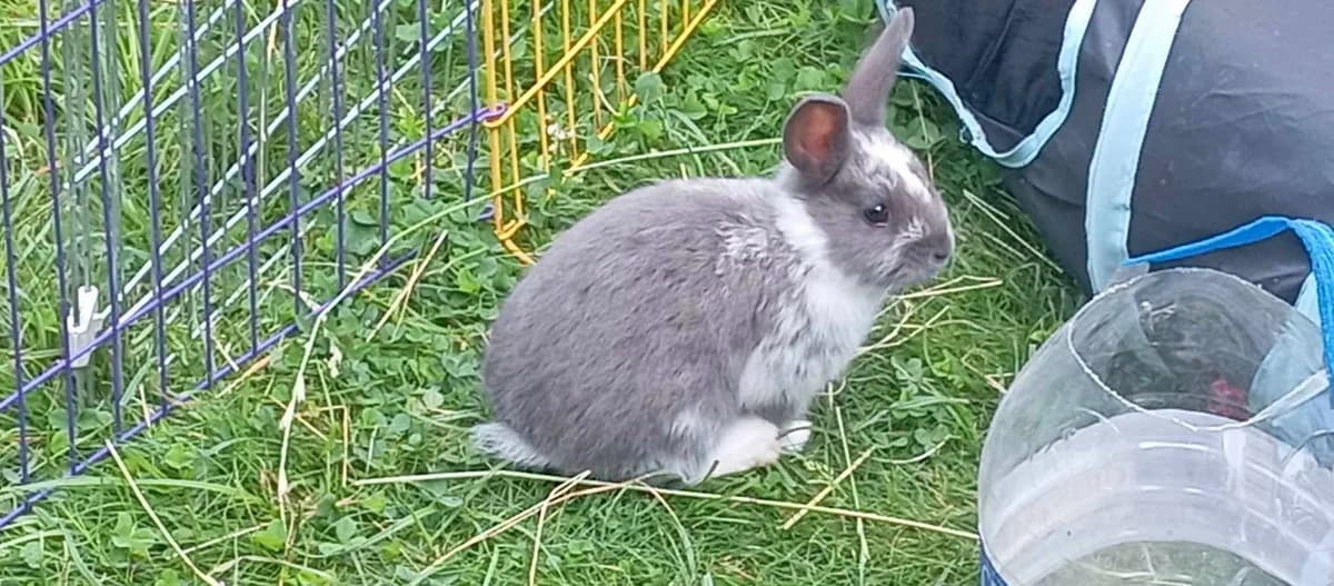 Mochi, male Mixed Breed for adoption at Les Amis d