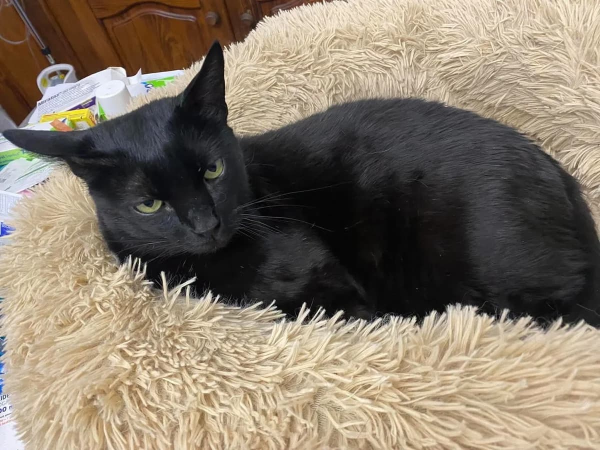 Moustique, male Mixed Breed for adoption at Les Amis d