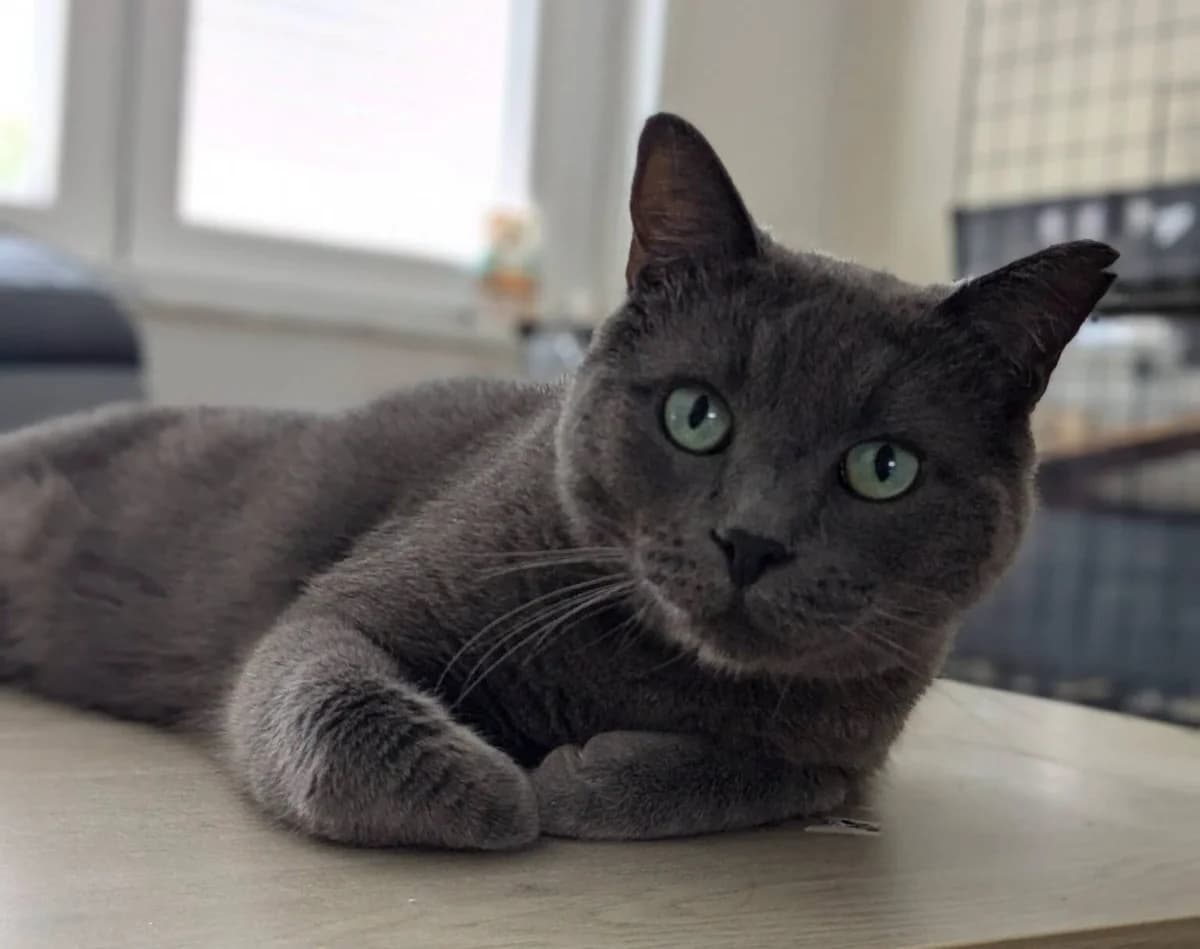 Mr Poussière, male Mixed Breed for adoption at Les Amis d