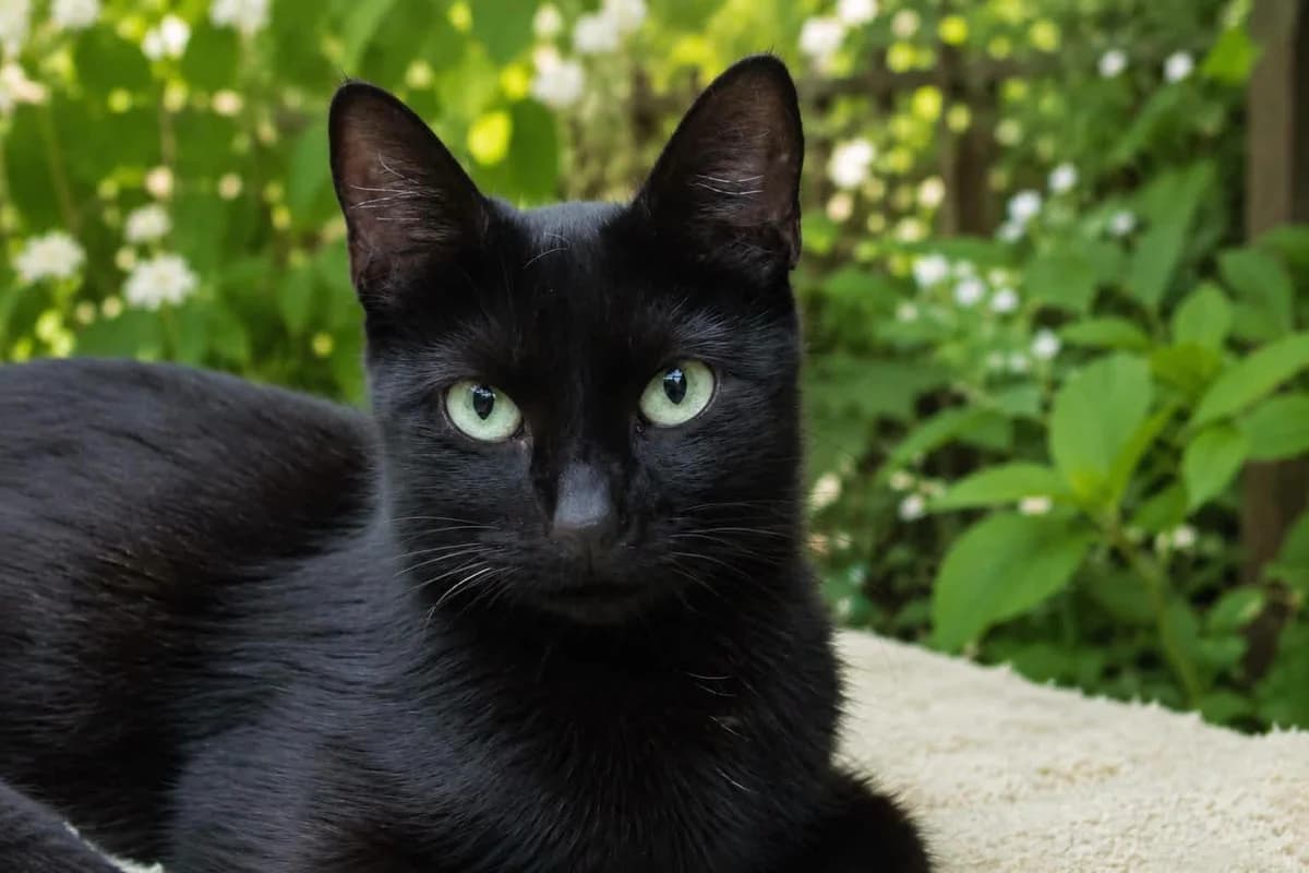 Mysa, female Mixed Breed for adoption at Les Amis d