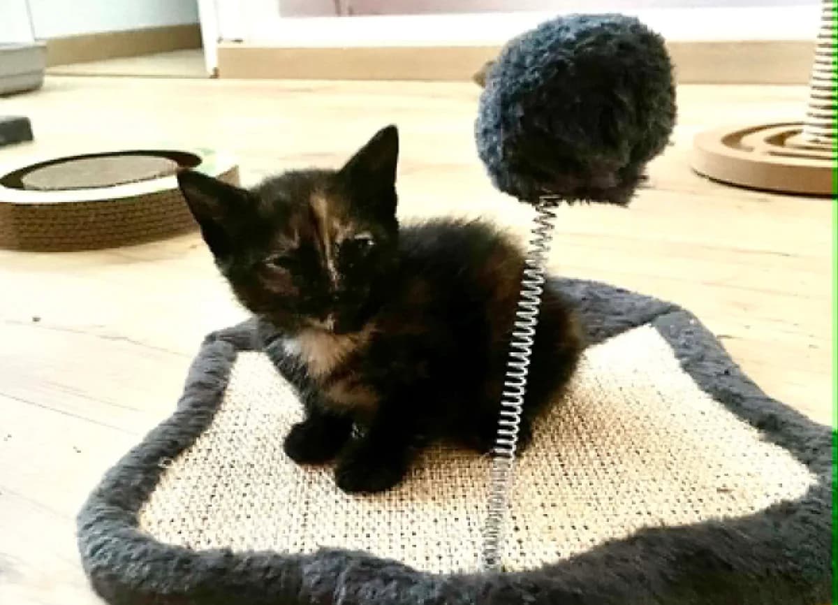 Mystic, female Mixed Breed for adoption at Les Amis d