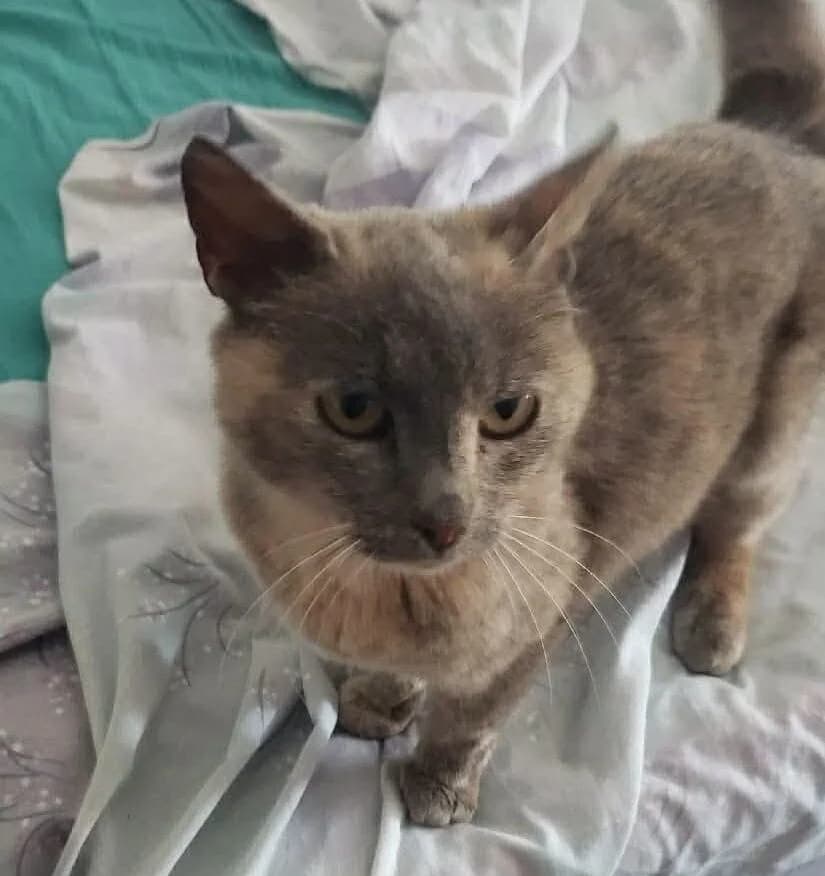 Nala, female Mixed Breed for adoption at Les Amis d