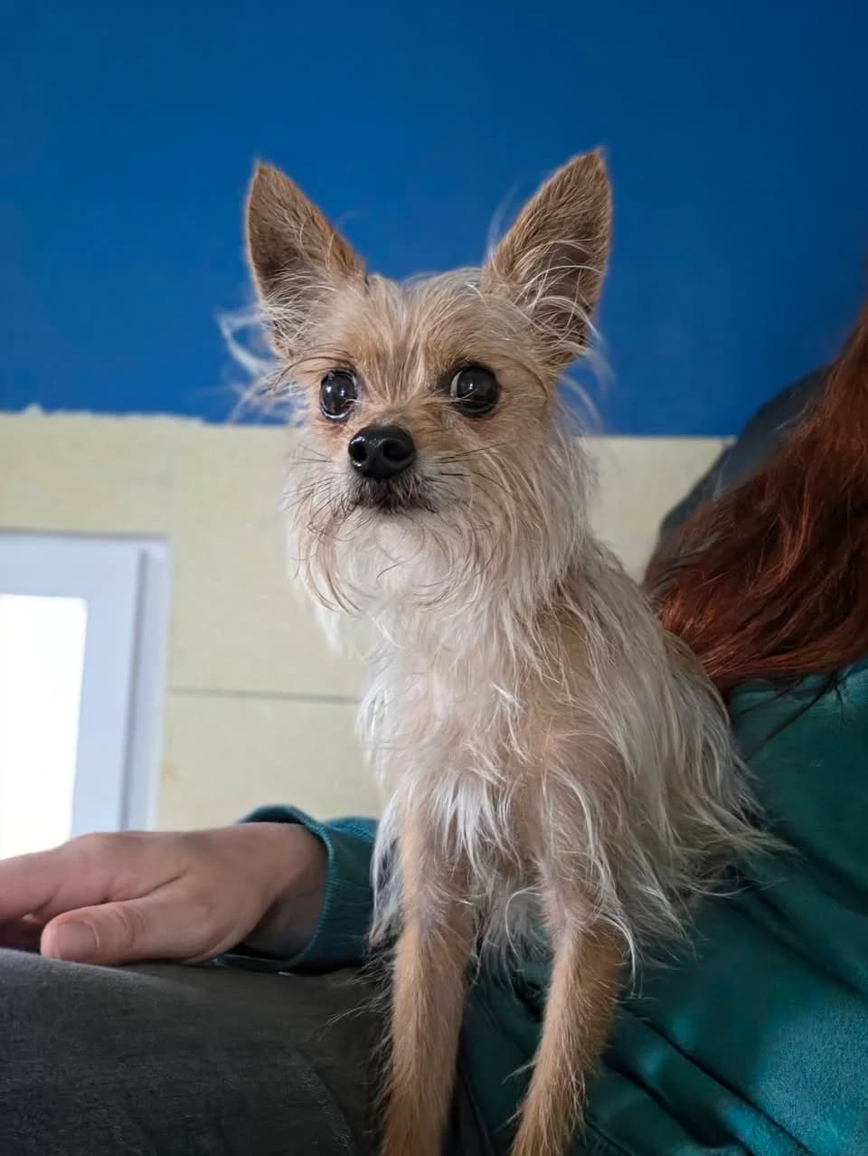 Nelly, female Mixed Breed for adoption at Les Amis d