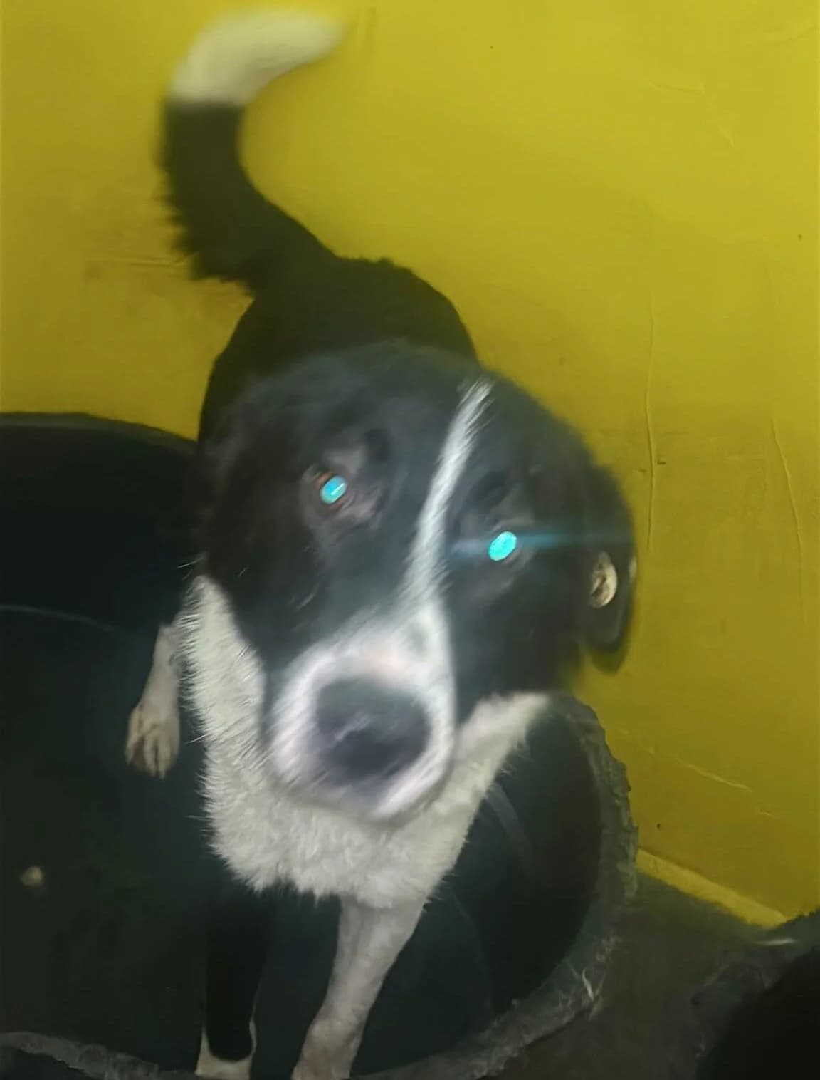 Nougat, male Mixed Breed for adoption at Les Amis d