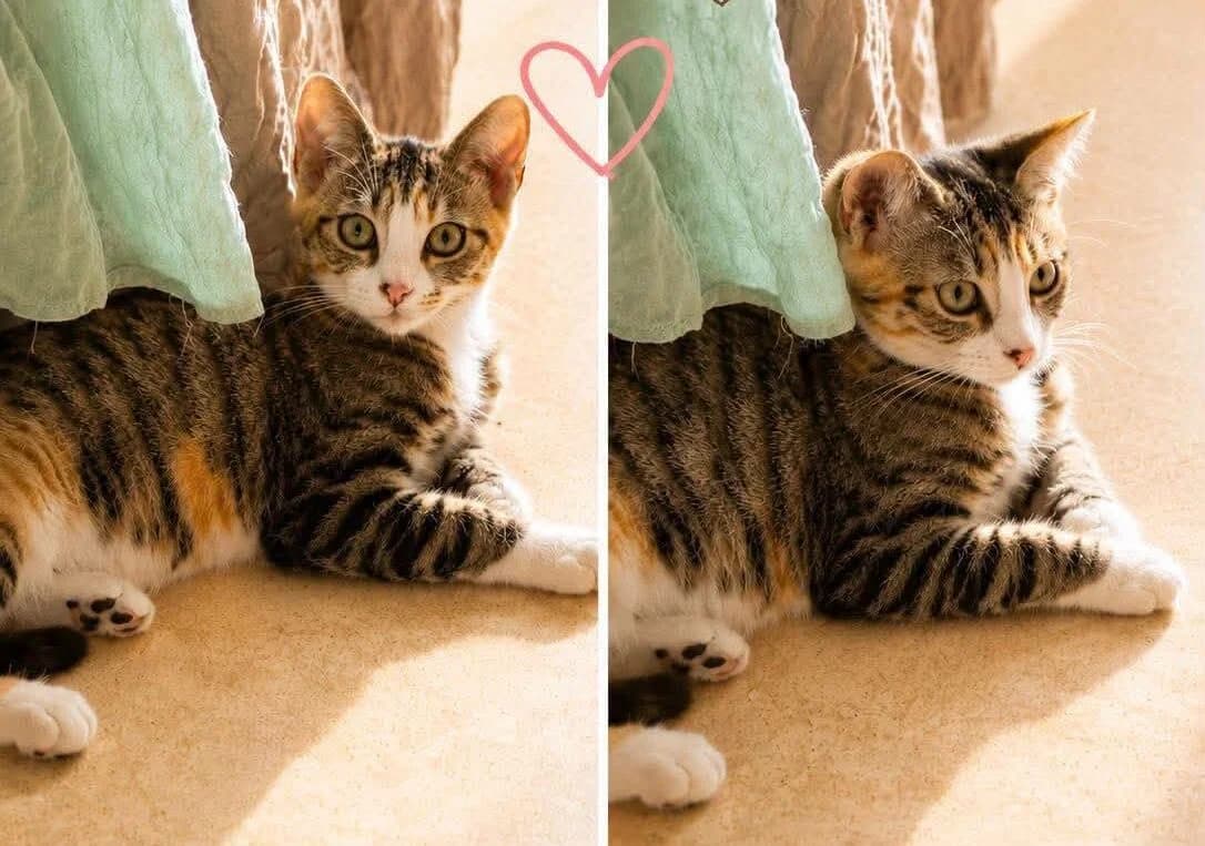 Nova, female Mixed Breed for adoption at Les Amis d