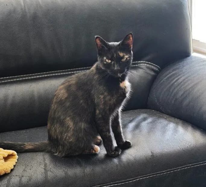 Nova, female Mixed Breed for adoption at Les Amis d