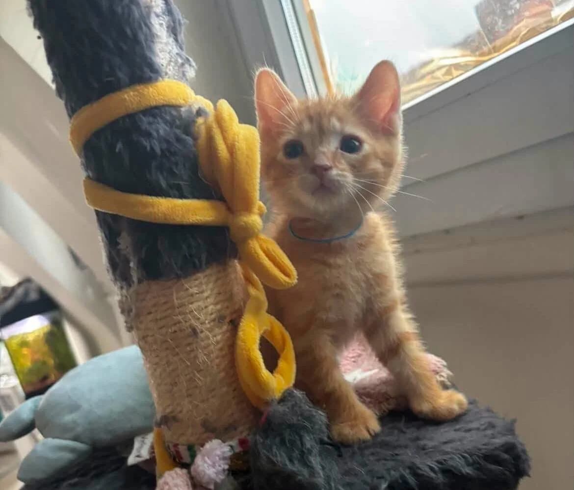 Oscar, male puppy Mixed Breed for adoption at Les Amis d