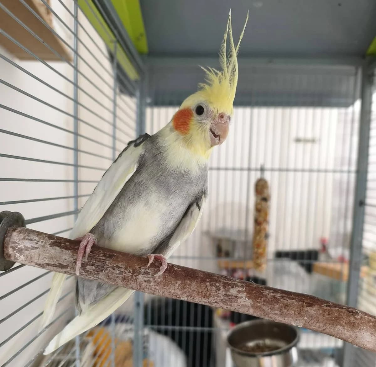 Phoenix, male Mixed Breed for adoption at Les Amis d