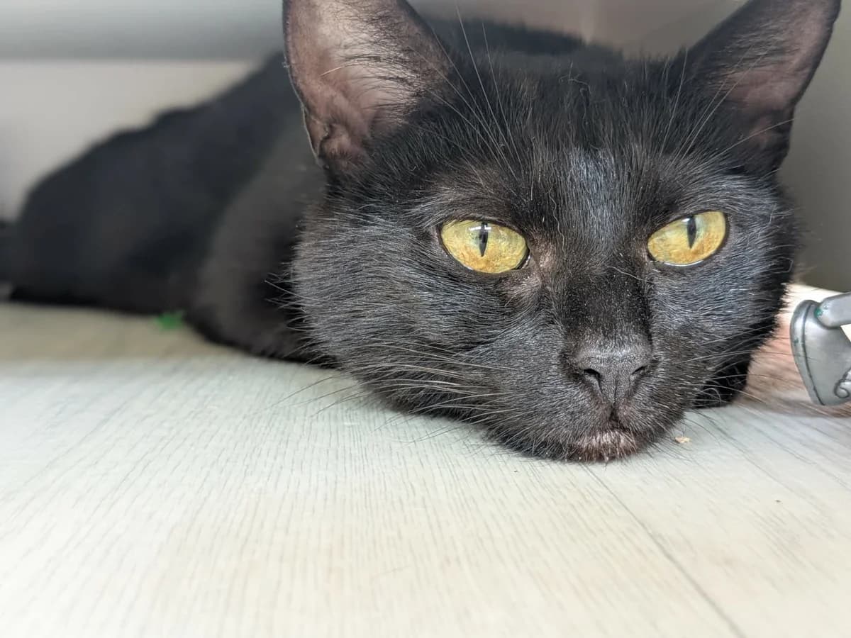 Prune, female Mixed Breed for adoption at Les Amis d