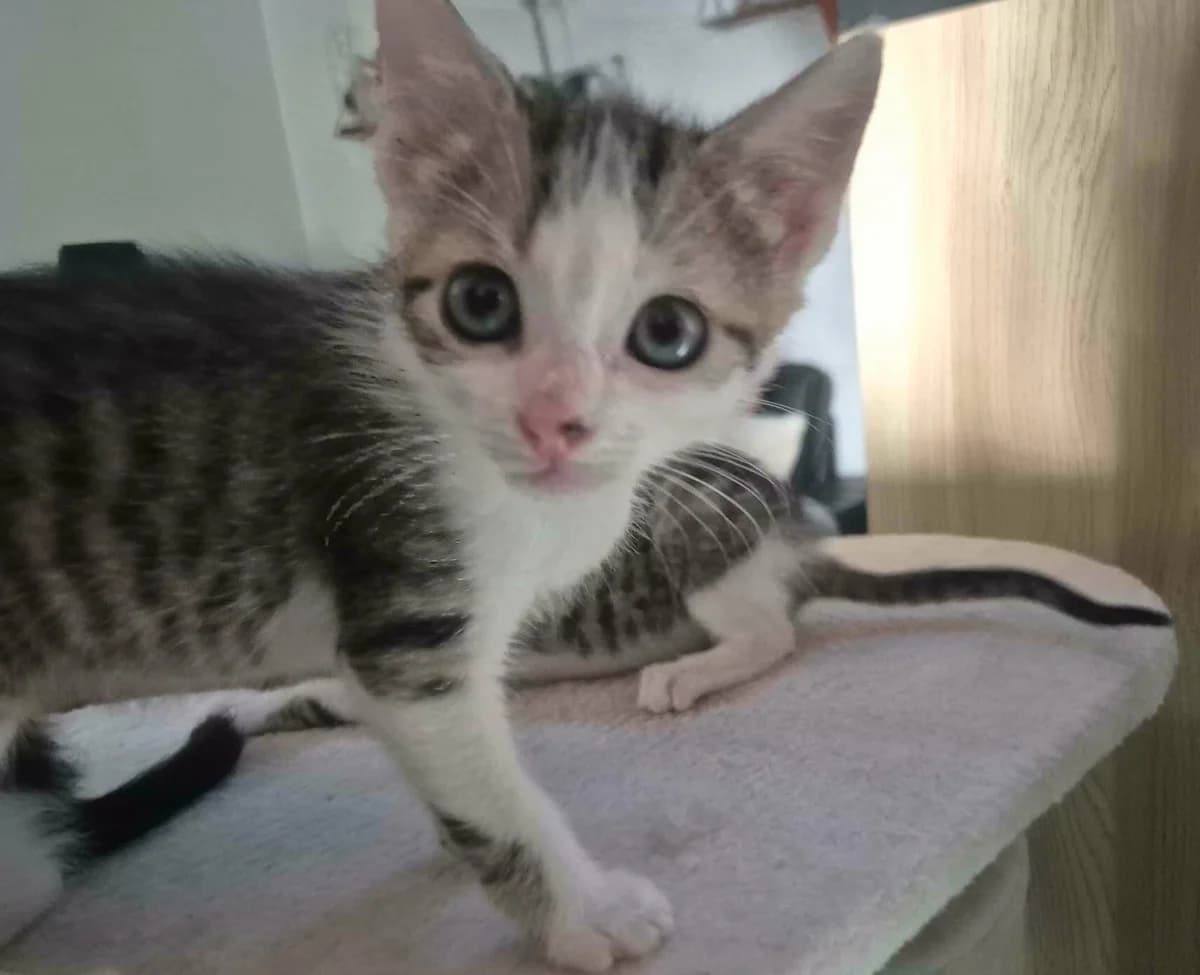 Punto, male puppy Mixed Breed for adoption at Les Amis d