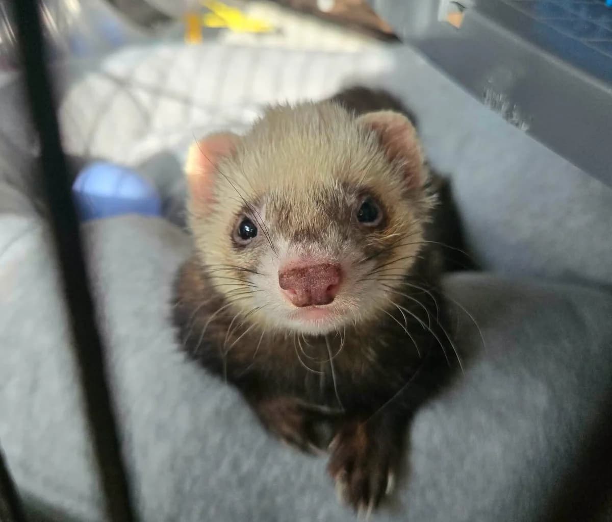 Samp, male Mixed Breed for adoption at Les Amis d