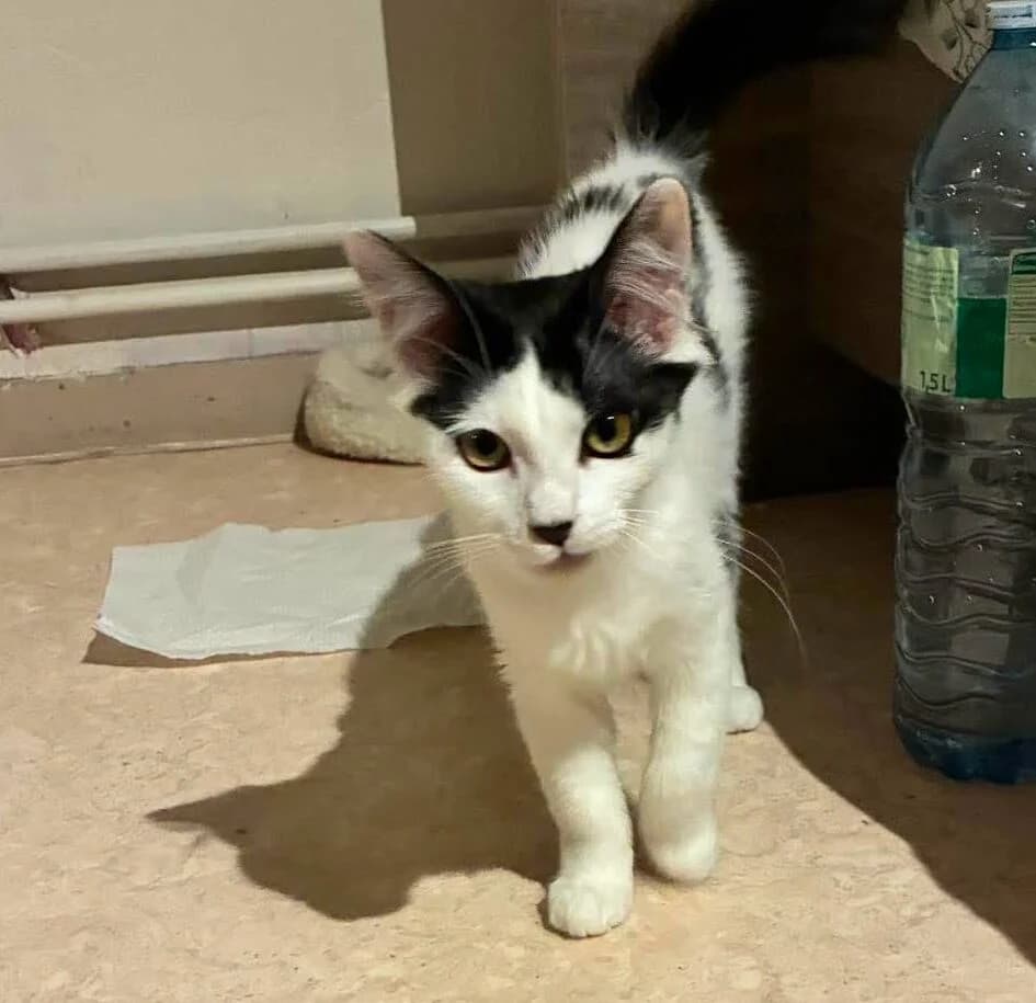Shiva, female Mixed Breed for adoption at Les Amis d