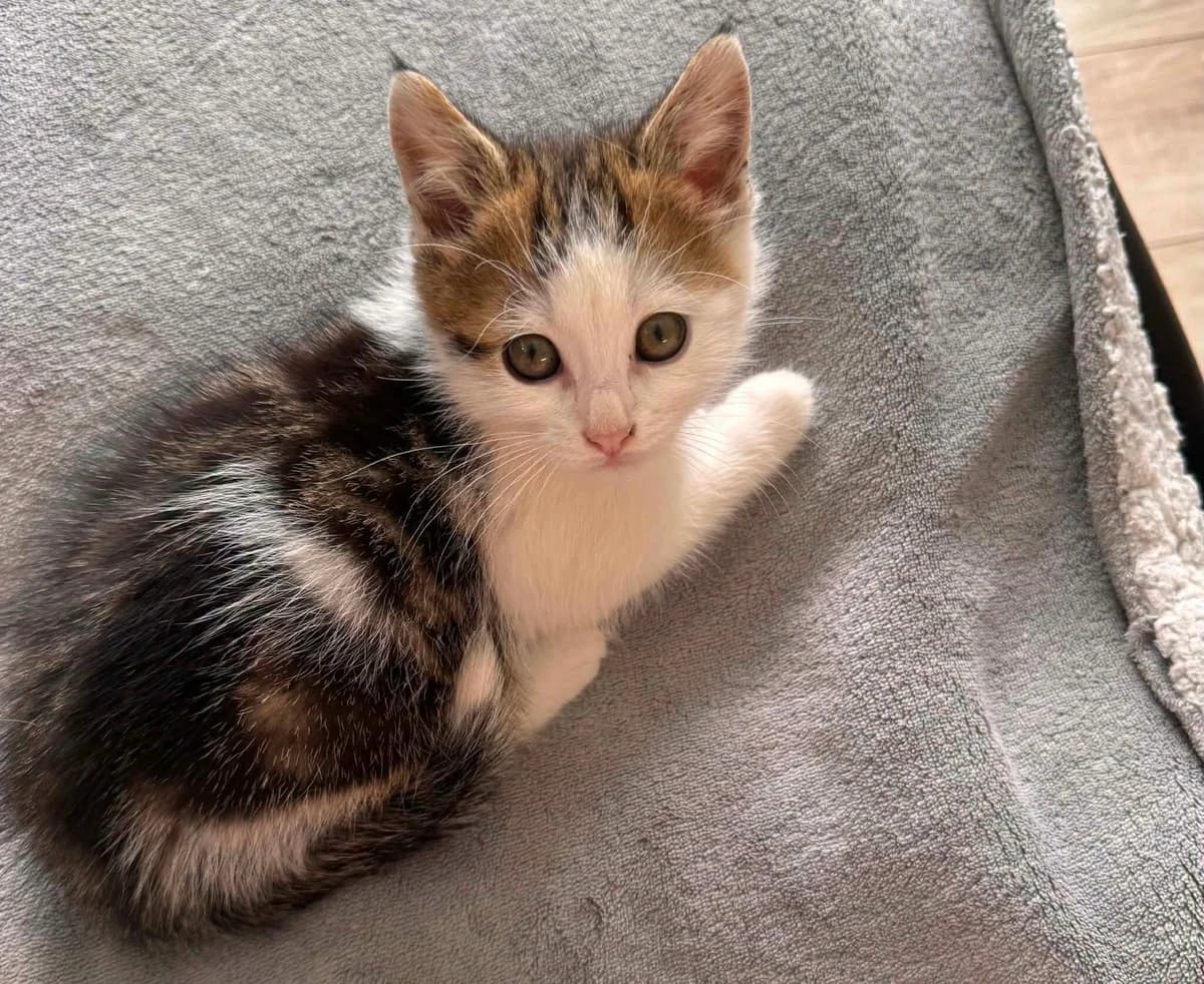 Simba, Mixed Breed (Les Amis d)