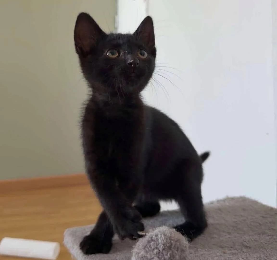 Sirius, male puppy Mixed Breed for adoption at Les Amis d