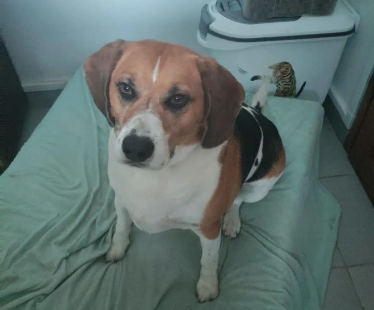 Tempête, male Mixed Breed for adoption at Les Amis d