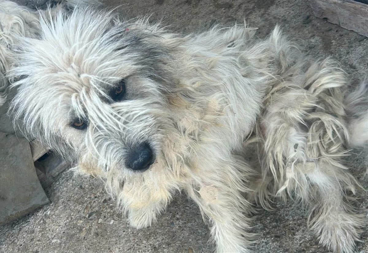 Tessa, female Mixed Breed for adoption at Les Amis d