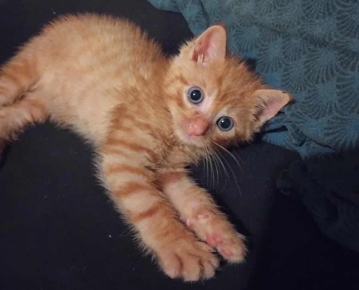 Ticu, male puppy Mixed Breed for adoption at Les Amis d