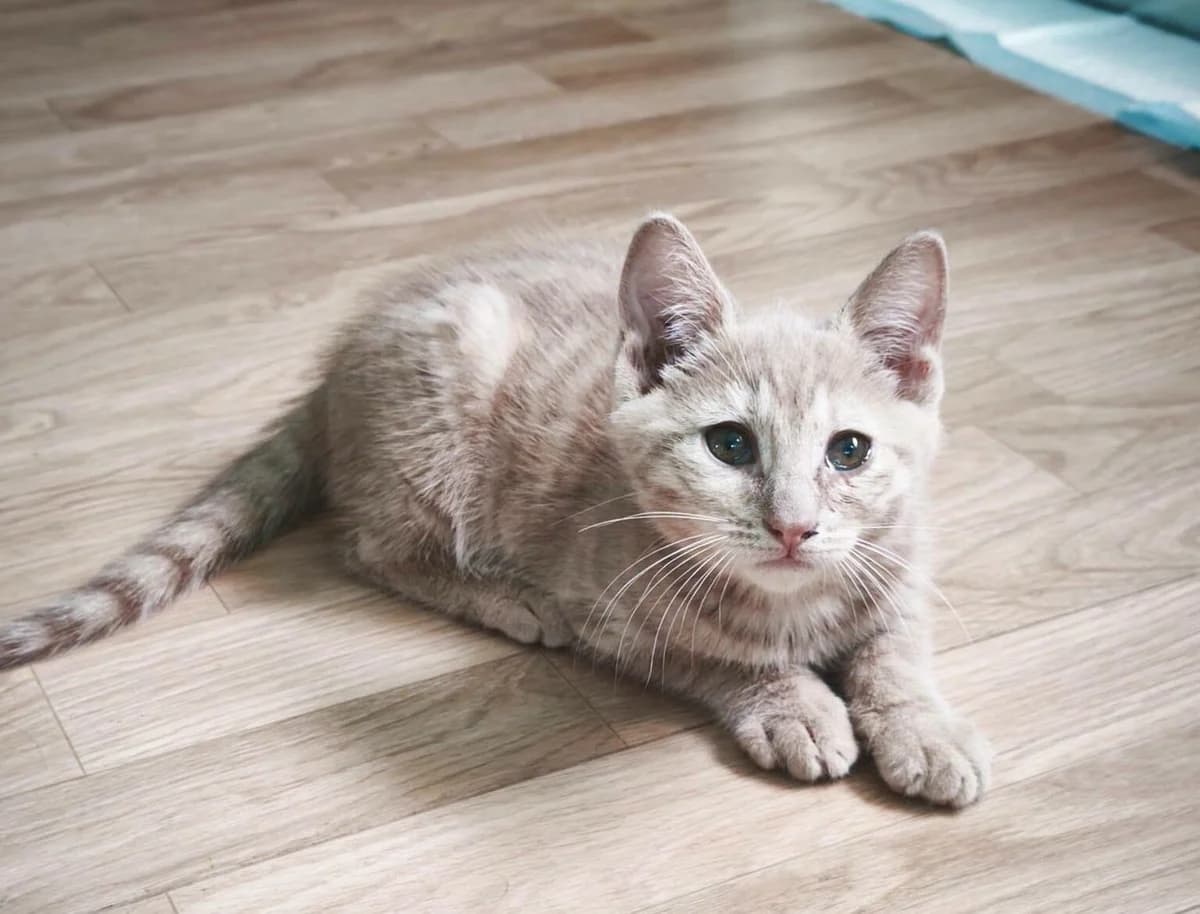 Tigrou, male Mixed Breed for adoption at Les Amis d