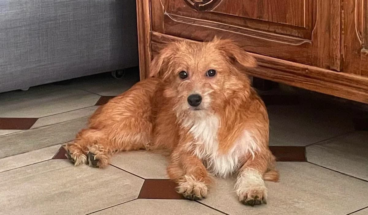 Timy, male young Mixed Breed for adoption at Les Amis d