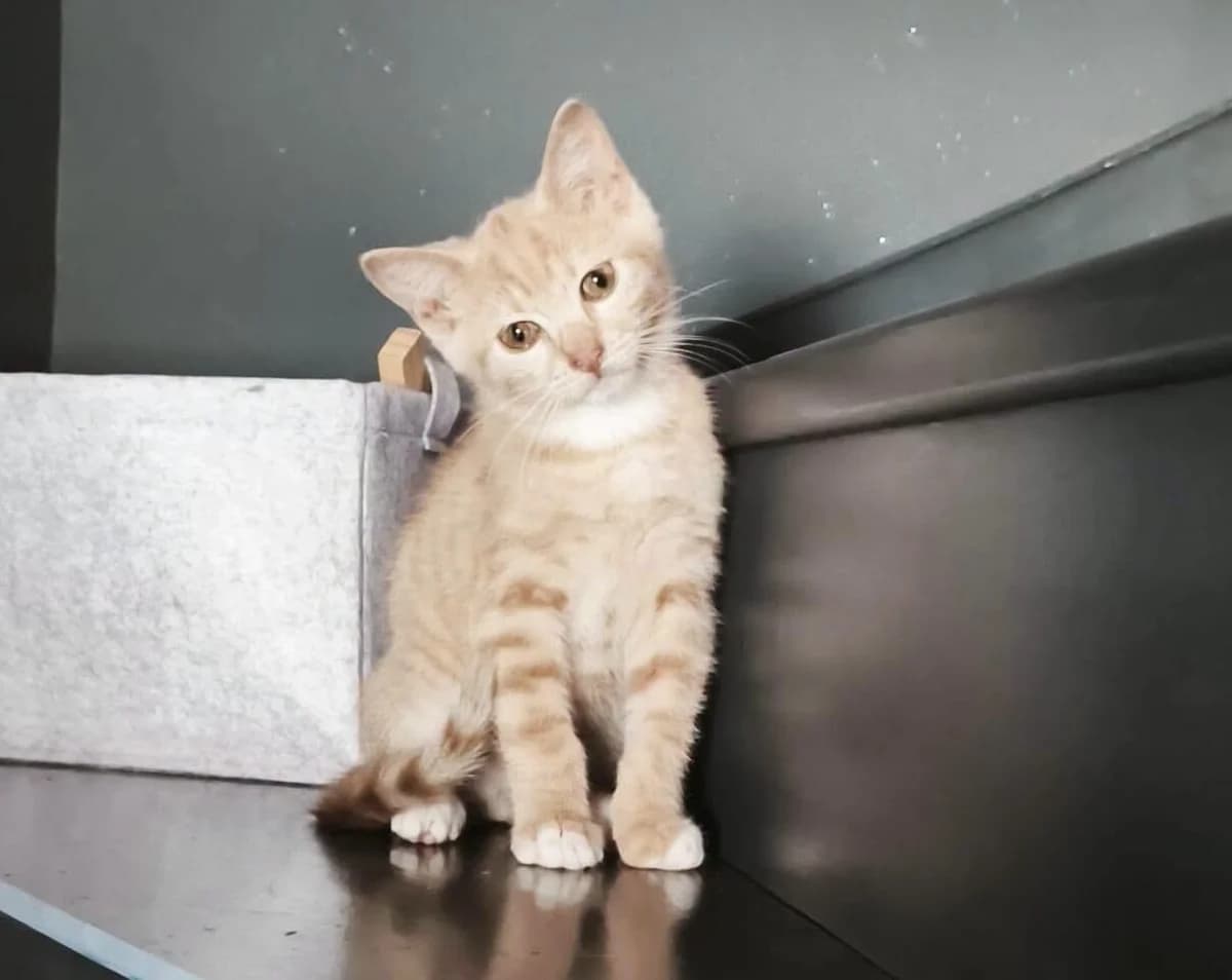 Tyco, Mixed Breed (Les Amis d)