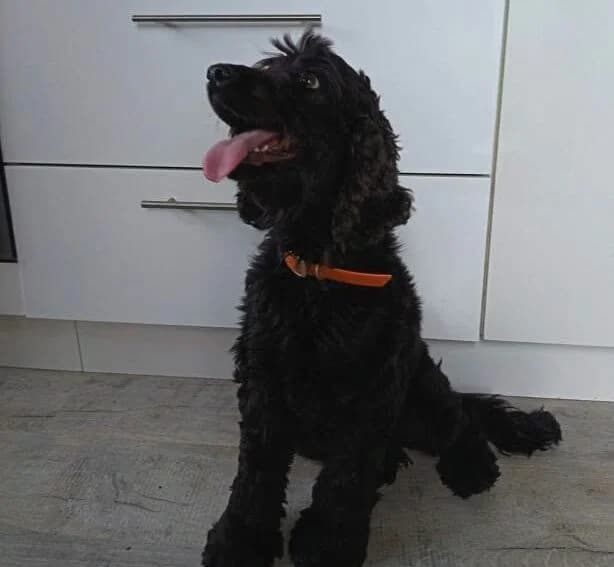 Ulysse, male Mixed Breed for adoption at Les Amis d