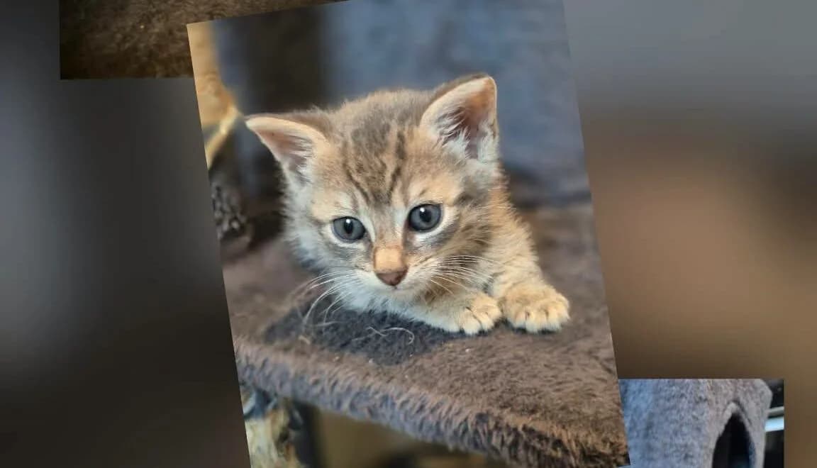 Virgule, male Mixed Breed for adoption at Les Amis d