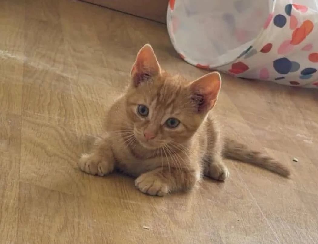 Weasley, male puppy Mixed Breed for adoption at Les Amis d