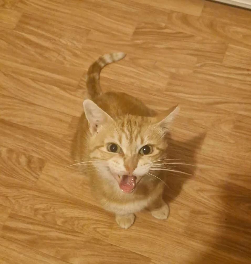 Zag, male Mixed Breed for adoption at Les Amis d