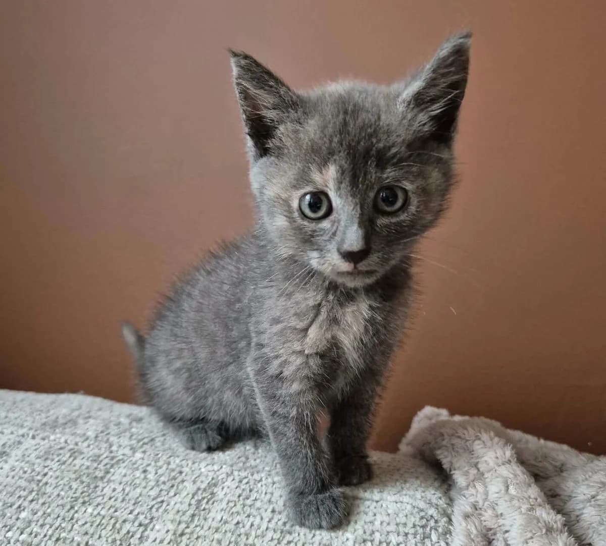 Zoé, female Mixed Breed for adoption at Les Amis d