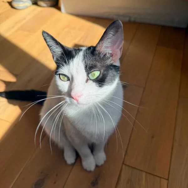 AALYAH, female young Mixed Breed for adoption at Les Babychoux