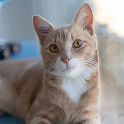 ANGE, male young Mixed Breed for adoption at Les Babychoux