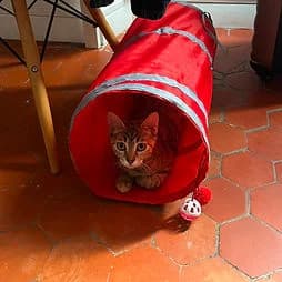 BELL, female Mixed Breed for adoption at Les Babychoux