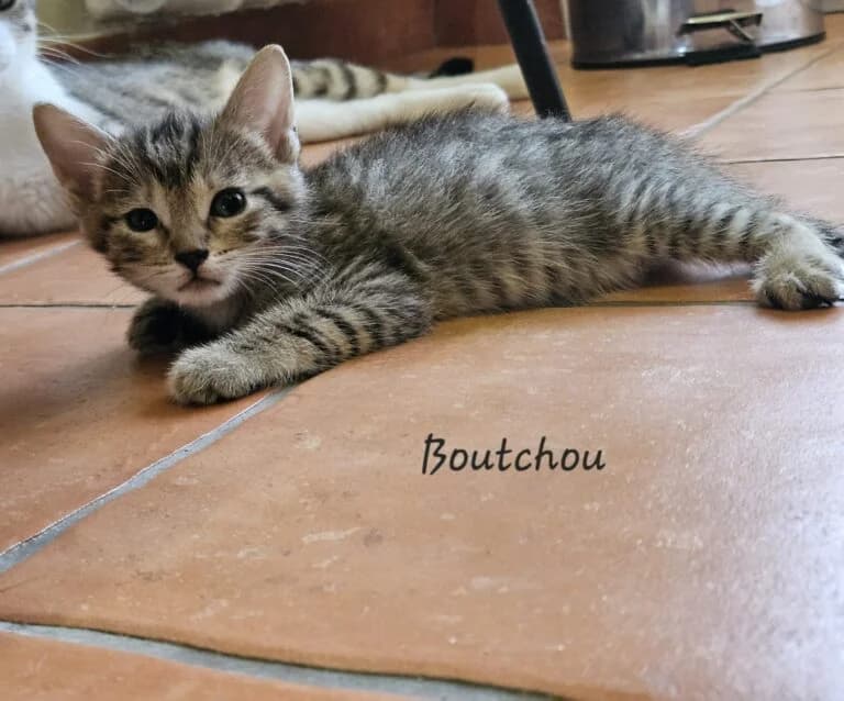 BOUTCHOU, female Mixed Breed for adoption at Les Babychoux