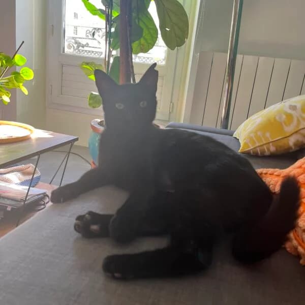 DAISY, female young Mixed Breed for adoption at Les Babychoux