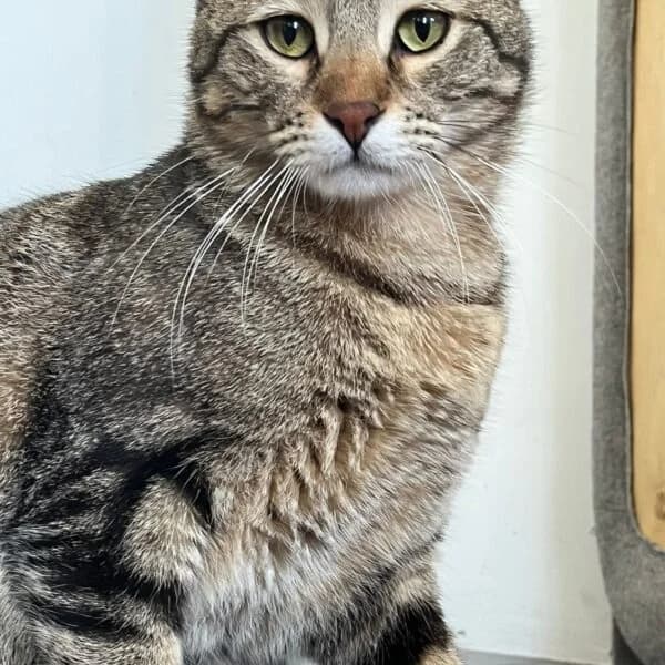LILOU, female young Mixed Breed for adoption at Les Babychoux