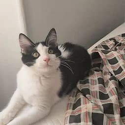 MARIN, male Mixed Breed for adoption at Les Babychoux
