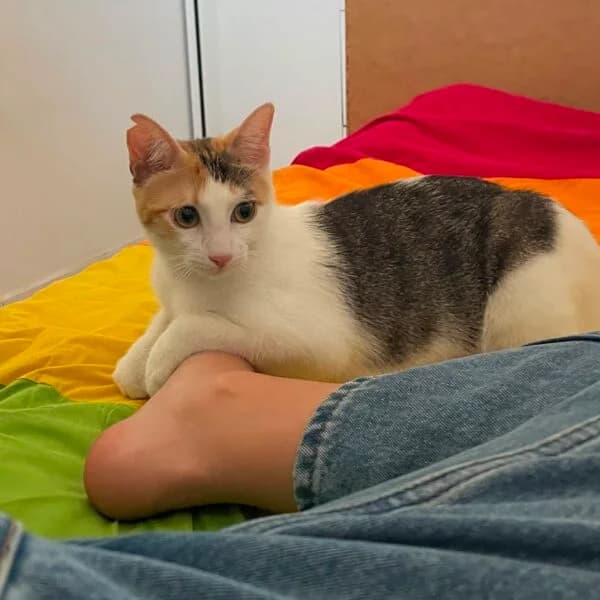 MAYA, female young Mixed Breed for adoption at Les Babychoux