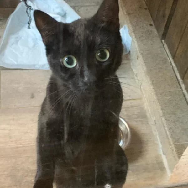 OREO, female senior Mixed Breed for adoption at Les Babychoux