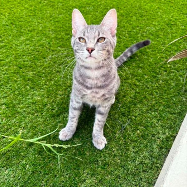 OSCAR, male 4yo Mixed Breed for adoption at Les Babychoux