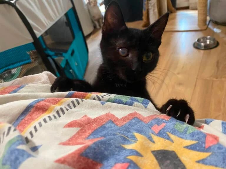 PIRATE, female Mixed Breed for adoption at Les Babychoux